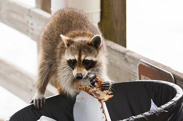 perlu orang tua ketahui inilah cara untuk mencegah rabies pada anak 58523