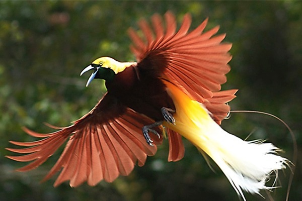 pesona burung cenderawasih si burung surga 61919