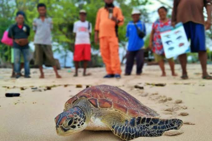 polairud polda ntt berhasil ringkus pelaku penangkapan satwa dilindungi di flores timur 70295