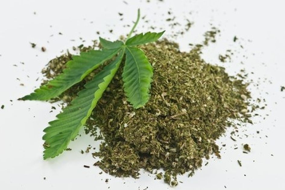 polda aceh musnahkan 10 ton ganja di lahan 4 hektare kawasan pegunungan lamteuba 53712