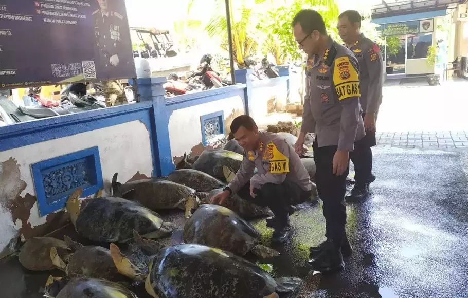 polda bali berhasil bongkar perdagangan daging penyu hijau 57607