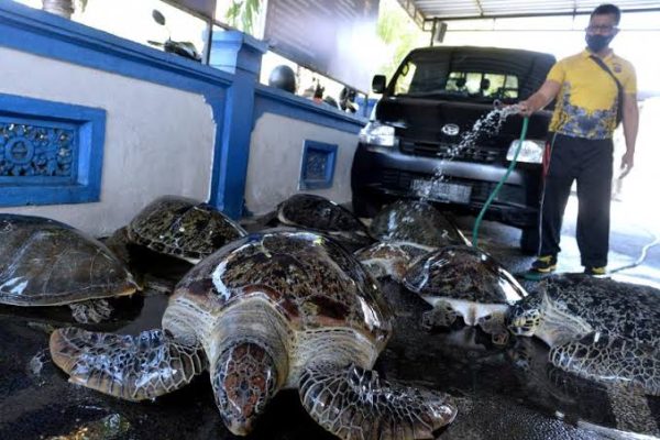polda bali berhasil gagalkan penyelundupan penyu hijau di gianyar 48708