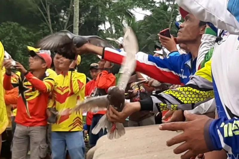 polda jabar gelar adu ketangkasan merpati di tasikmalaya 60758 1