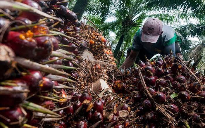 polda jambi buru tersangka kasus penipuan investasi sawit di sungai bahar 67374