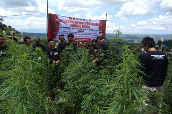 polda lampung musnahkan 2 hektar tanaman ganja aceh 50942