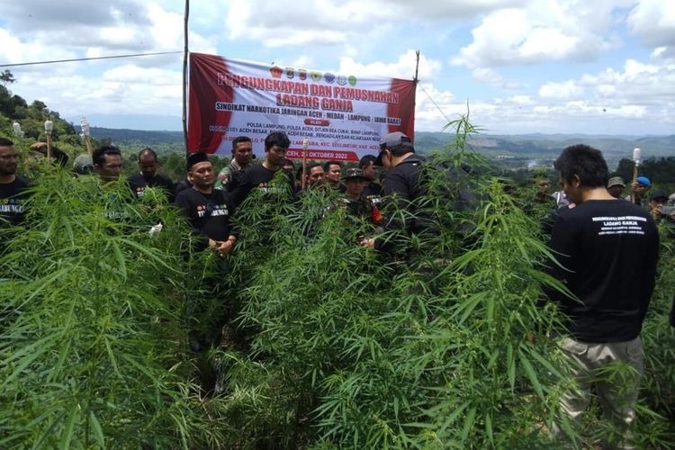 polda lampung musnahkan 2 hektar tanaman ganja aceh 50942