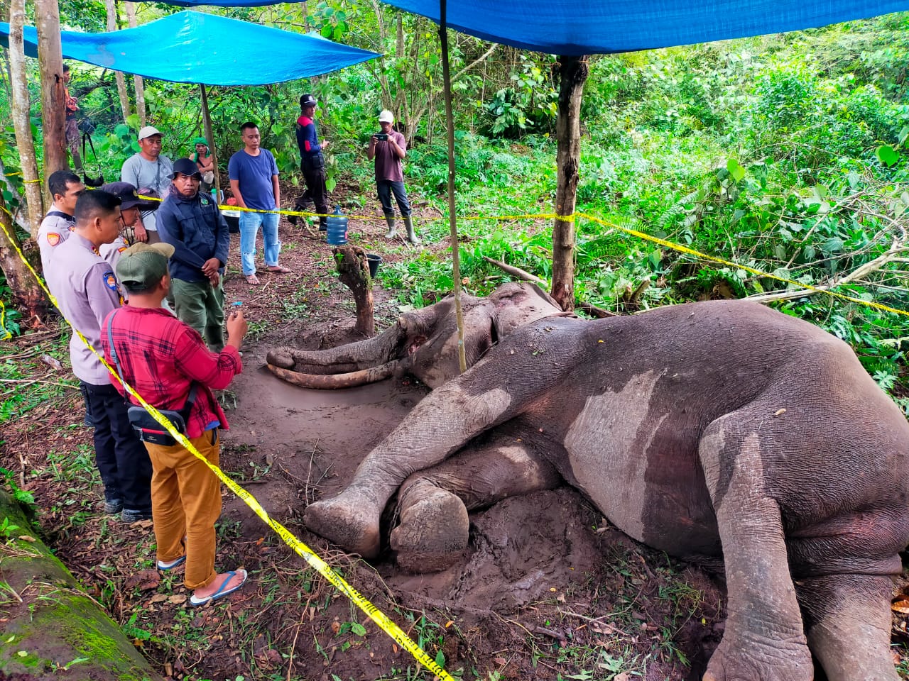 polda riau bentuk tim usut kematian gajah binaan taman nasional yang diduga diracun 68869