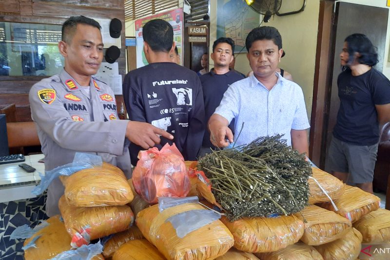 polisi amankan 36 kg ganja di perpustakaan sd sumbar 53264
