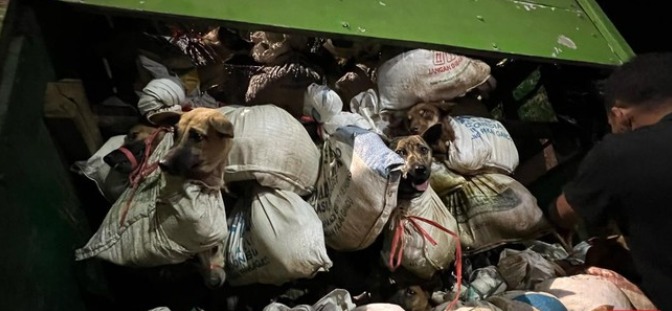 polisi amankan 5 orang dalam kasus pengiriman 266 anjing ke solo 68617