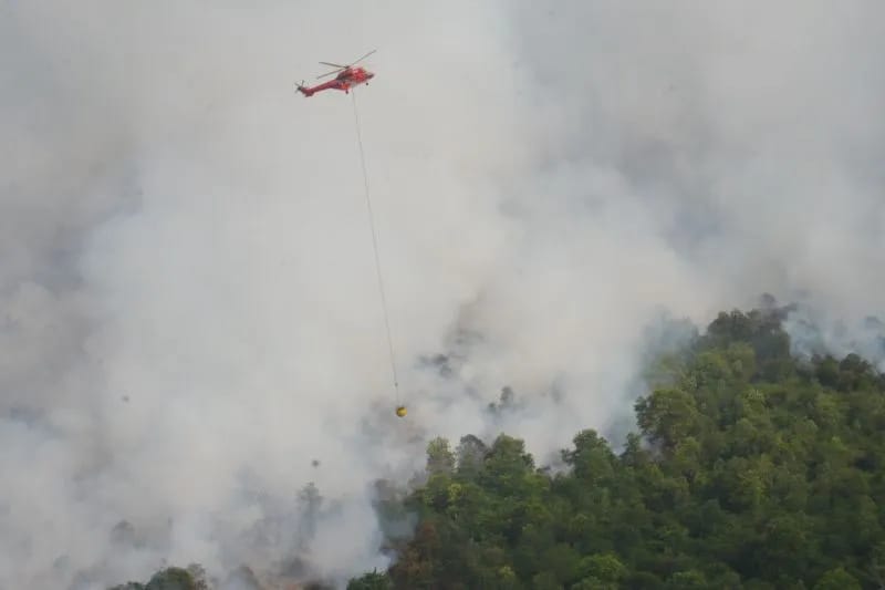 polisi buru pembakar hutan di perbatasan dumai bengkalis 57263