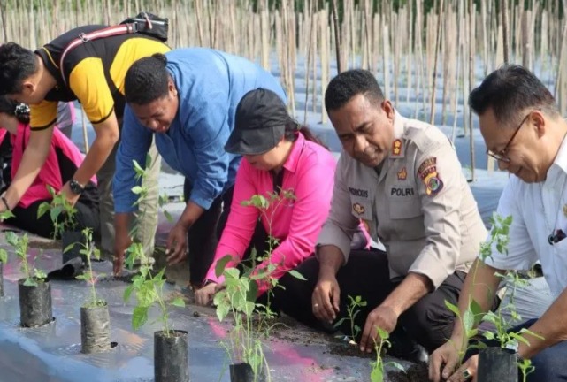 polisi dan pemerintah jayapura tanam bibit cabai guna menekan laju inflasi 57033