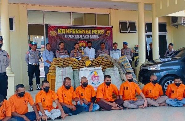 polisi musnahkan 304 kg ganja amankan sindikat curanmor 49719