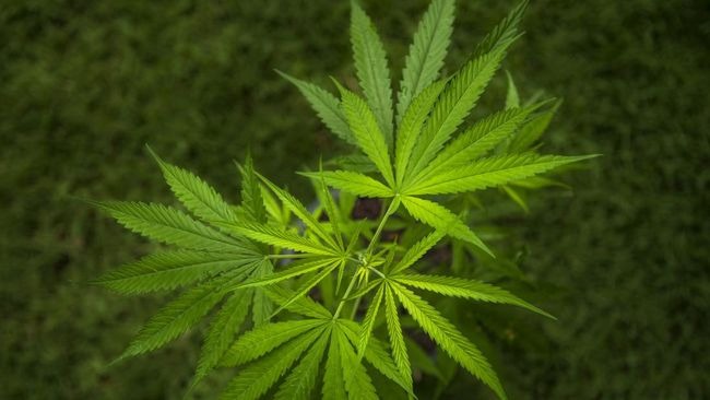 polisi sita ganja 6 ton di spanyol terbesar sepanjang sejarah 48140