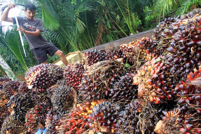 presiden jokowi diapresiasi petani sawit indonesia usai cabut larangan ekspor 46994