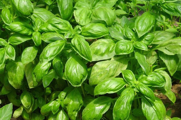 rutin konsumsi 5 bumbu dapur ini yang sangat banyak khasiatnya 68718