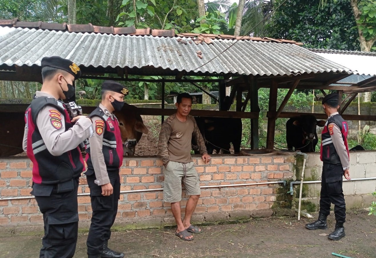 samapta polres tulang bawang patroli dialogis ke peternakan sapi 48301