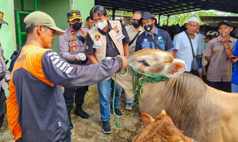 satgas pangan polda jateng lakukan pengecekan peternakan guna cegah wabah pmk 46865