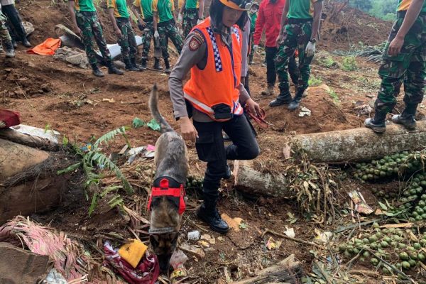 satu anjing pelacak temukan titik diduga korban tertimbun longsor cianjur 51795