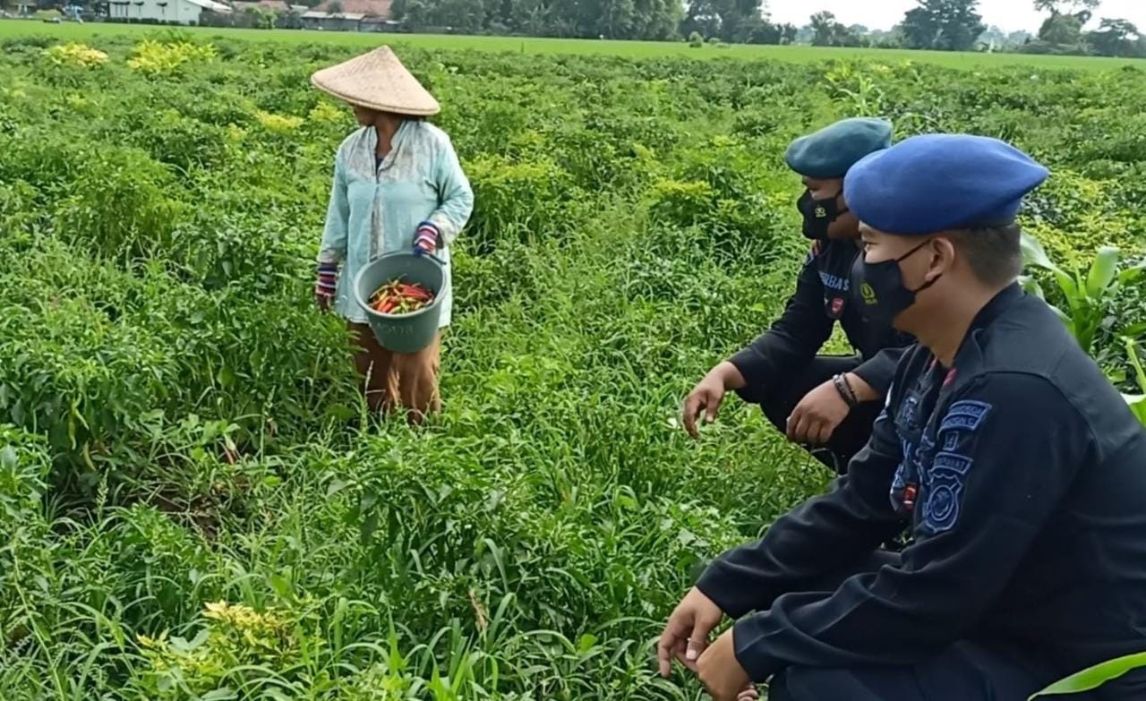 satuan brimob polda jabar mengecek langsung lokasi ketahanan pangan 49497