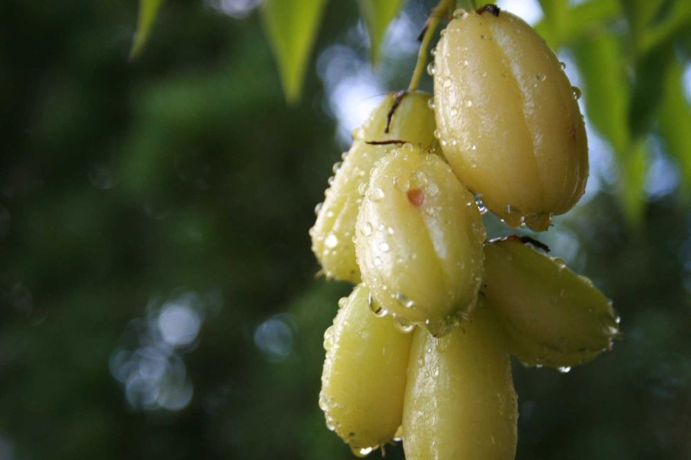 sayang untuk dilewatkan ini sederet manfaat belimbing wuluh bagi kesehatan 69073