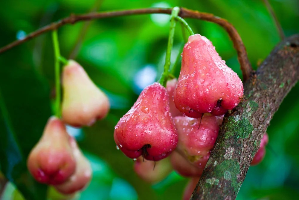 selain segar inilah manfaat jambu air untuk kesehatan 58034