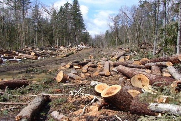 selama bulan januari 2021 polda jambi ungkap 37 kasus illegal logging 33262