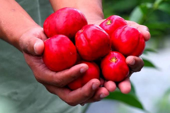 tak hanya di peribahasa buah simalakama yang unik ini memiliki beragam manfaat 70569