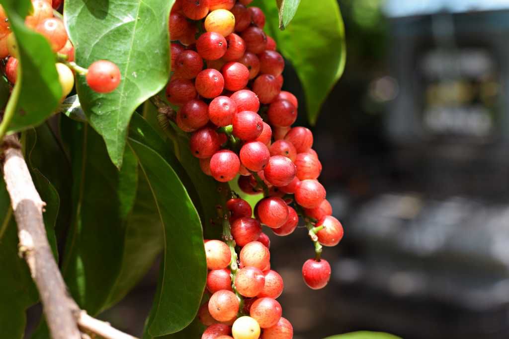 tak hanya lezat ini 6 khasiat buah buni bagi kesehatan tubuh 67049