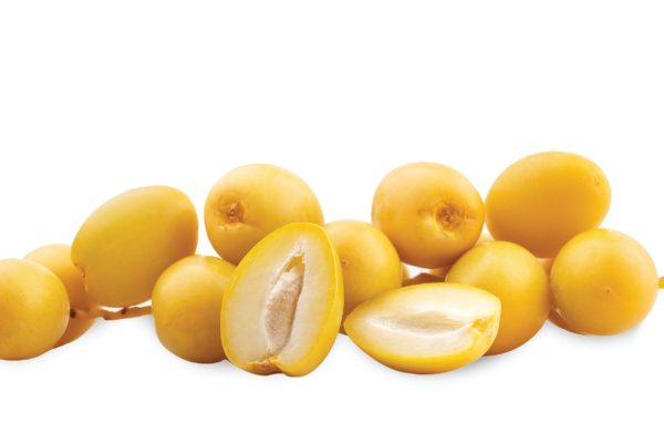 tak hanya yang matang kurma muda ini membawa banyak ragam manfaat 70493