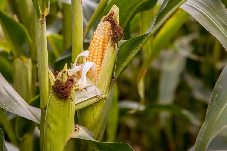 tingkatkan kesejahteraan satgas pangan polda jateng tanam jagung di 156 hektare 53732