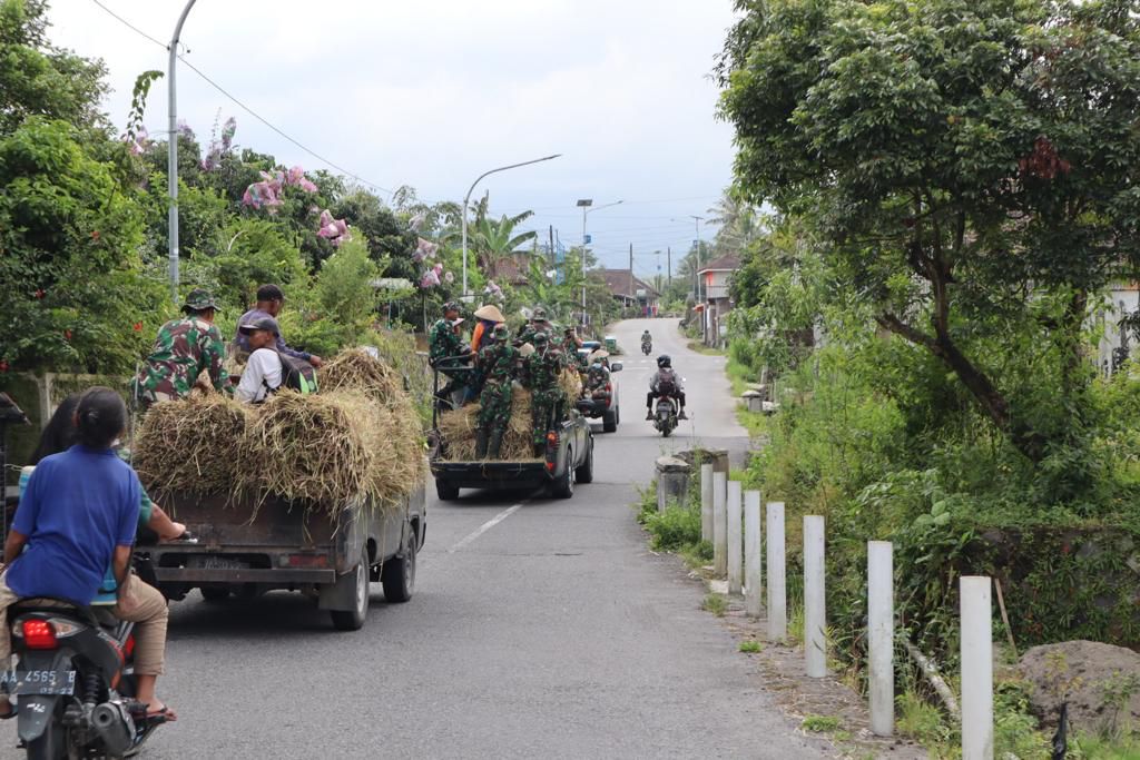 tni polri beri pakan ternak ke warga terdampak erupsi merapi 55621