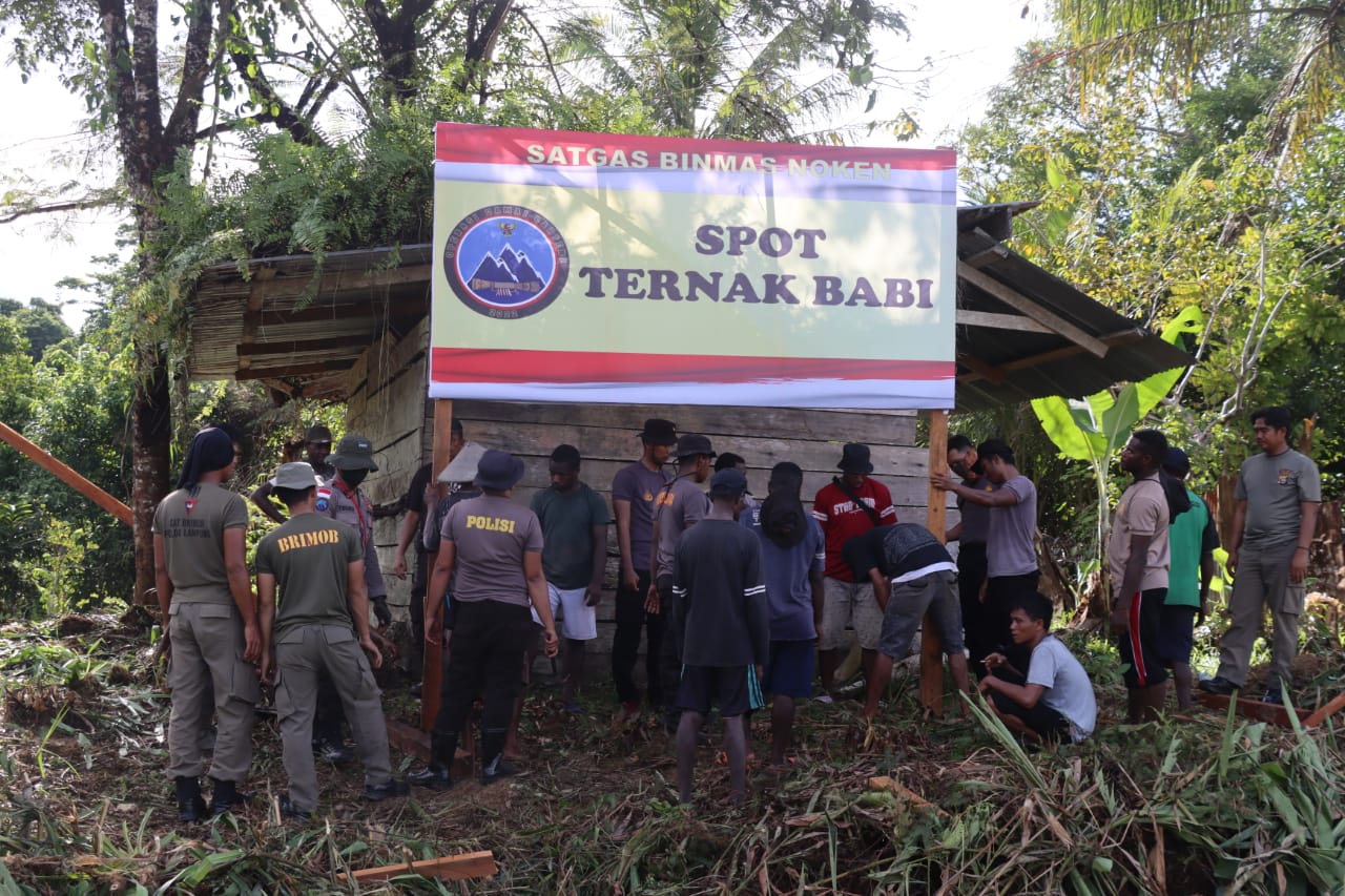 wujudkan kesejahteraan satgas ops damai cartenz 2022 kembali bangunkan kandang ternak babi untuk masyarakat 46835