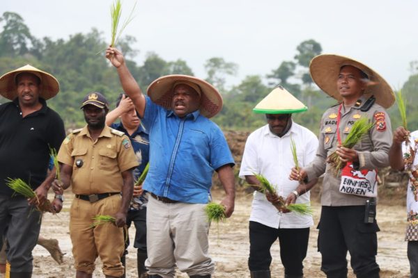 wujudkan ketahanan pangan pemda yahukimo gelar acara tanam padi serentak 49099