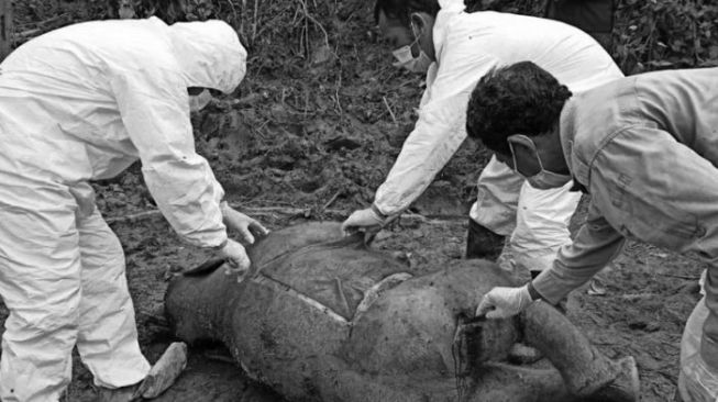 5 pelaku pembunuh gajah di aceh berhasil diringkus 16395