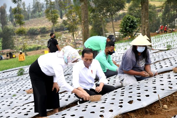 Food Estate Temanggung Tingkatkan Produksi dan Kesejahteraan Petani Bawang