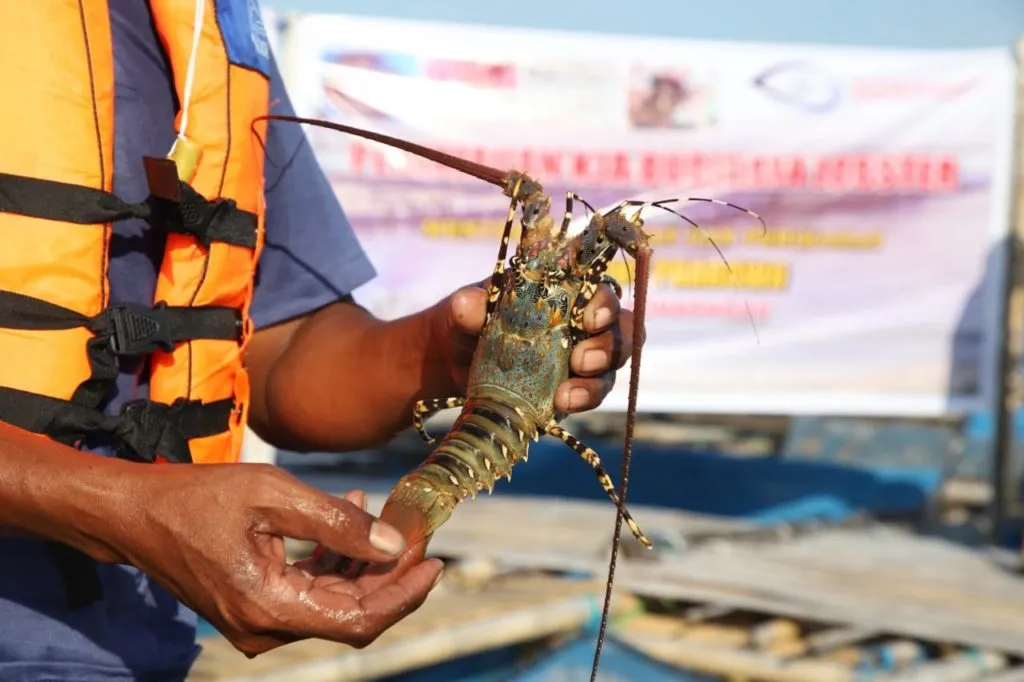 LOBSTER KKP 1024x682 1