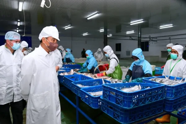 Presiden Jokowi Tinjau Unit Pengolahan Ikan dan Budidaya Rumput Laut di Provinsi Maluku 1024x669 1