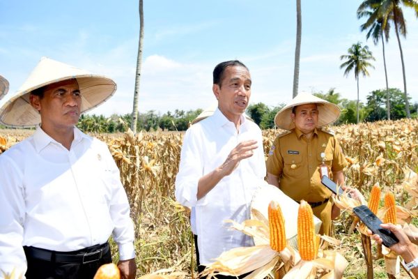 Tinjau Panen Jagung di Boalemo Presiden Dorong Peningkatan Produksi dan Kesejahteraan Petani 1024x768 1
