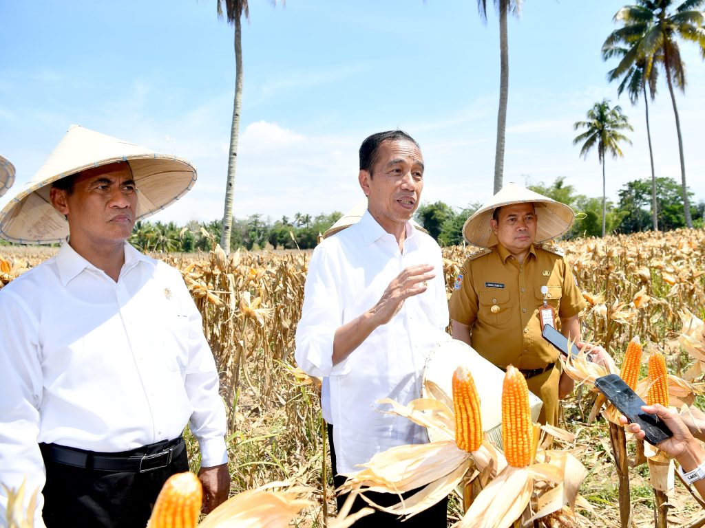 Tinjau Panen Jagung di Boalemo Presiden Dorong Peningkatan Produksi dan Kesejahteraan Petani 1024x768 1