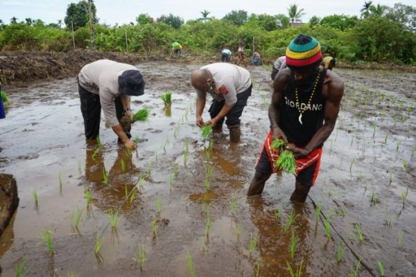 accompanying residents of planting rice binmas noken supports food security 38668