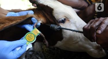 ada 40 ribu sapi yang terinfeksi pmk di aceh dinyatakan sembuh 48817