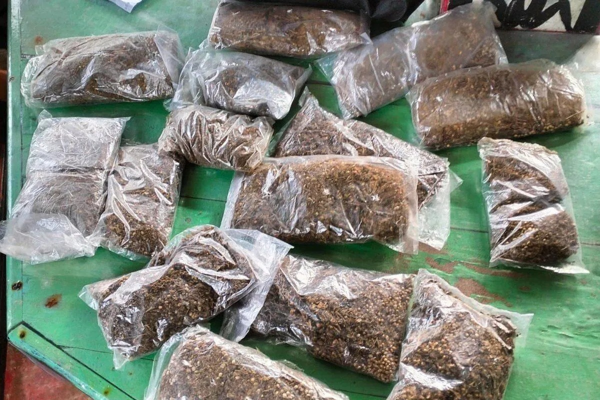 aparat keamanan berhasil gagalkan penyelundupan ganja di perbatasan ri png 76948