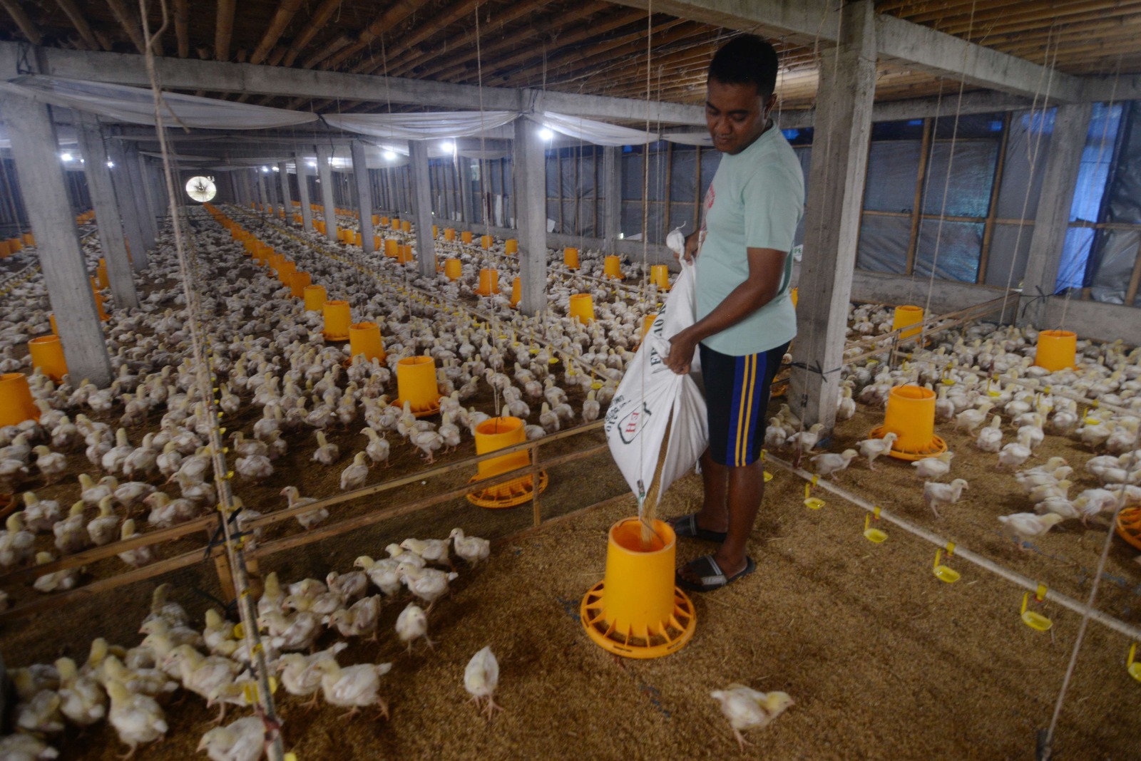 ayam broiler masih di bawah harga acuan penjualan hap 81440