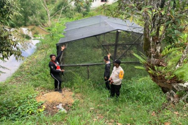 bangun kandang babi satgas binmas dukung peternak lokal 45741