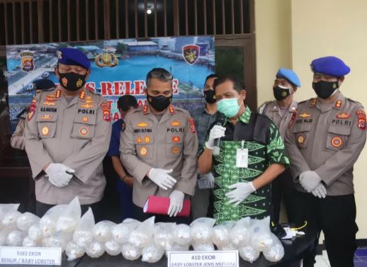 banten regional police thwart smuggling of 9382 lobster seeds to sukabumi 42640