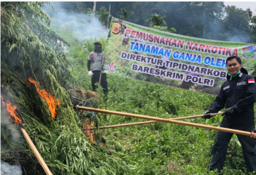 bareskrim polri musnahkan 10 hektare ladang ganja di aceh besar 35279