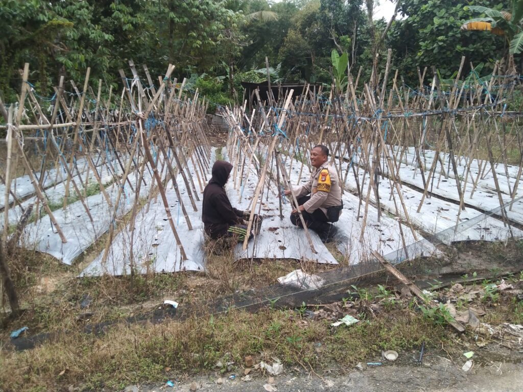 bhabinkamtibmas tarakan dampingi petani lokal dukung asta cita ketahanan pangan 83784