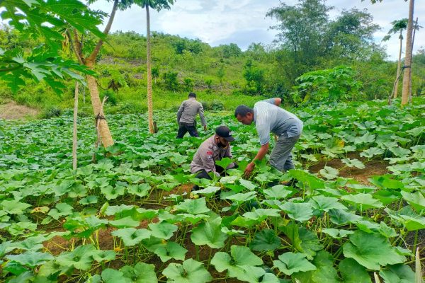 binmas noken dengan program unggulan kasuari pererat hubungan polri dan kelompok tani wilayah biak papua 13390