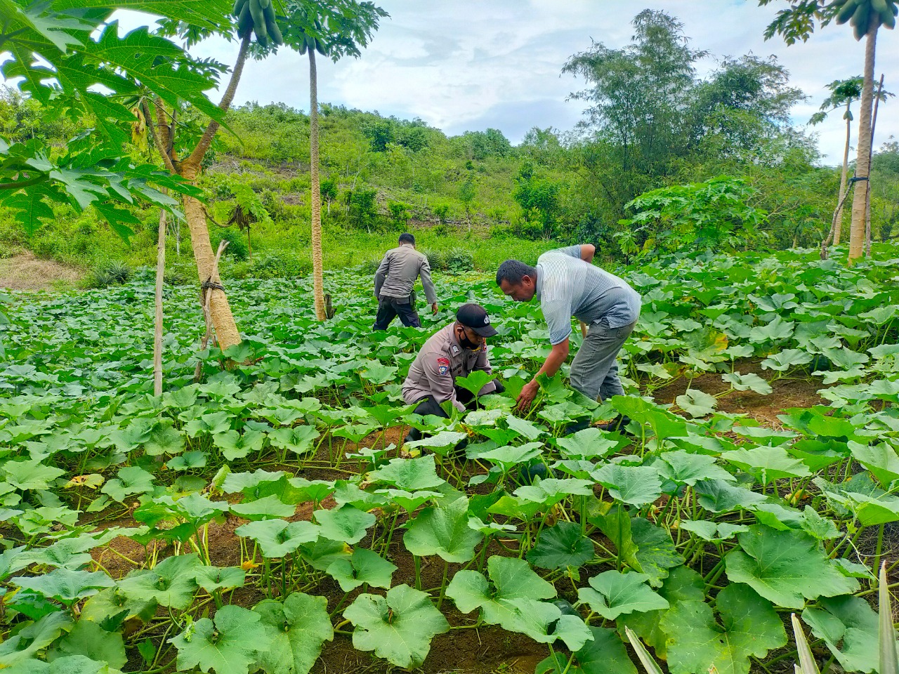 binmas noken dengan program unggulan kasuari pererat hubungan polri dan kelompok tani wilayah biak papua 13390