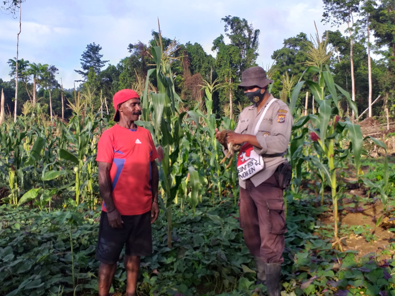binmas noken kasuari pengecekan tanaman jagung dan ubi ubian pada lahan perkebunan di kampung mosso distrik muara tami 13392